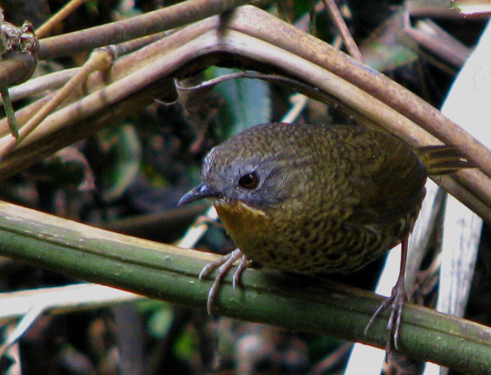 短尾鹩鹛 / Rufous-throated Wren-Babbler / Spelaeornis caudatus