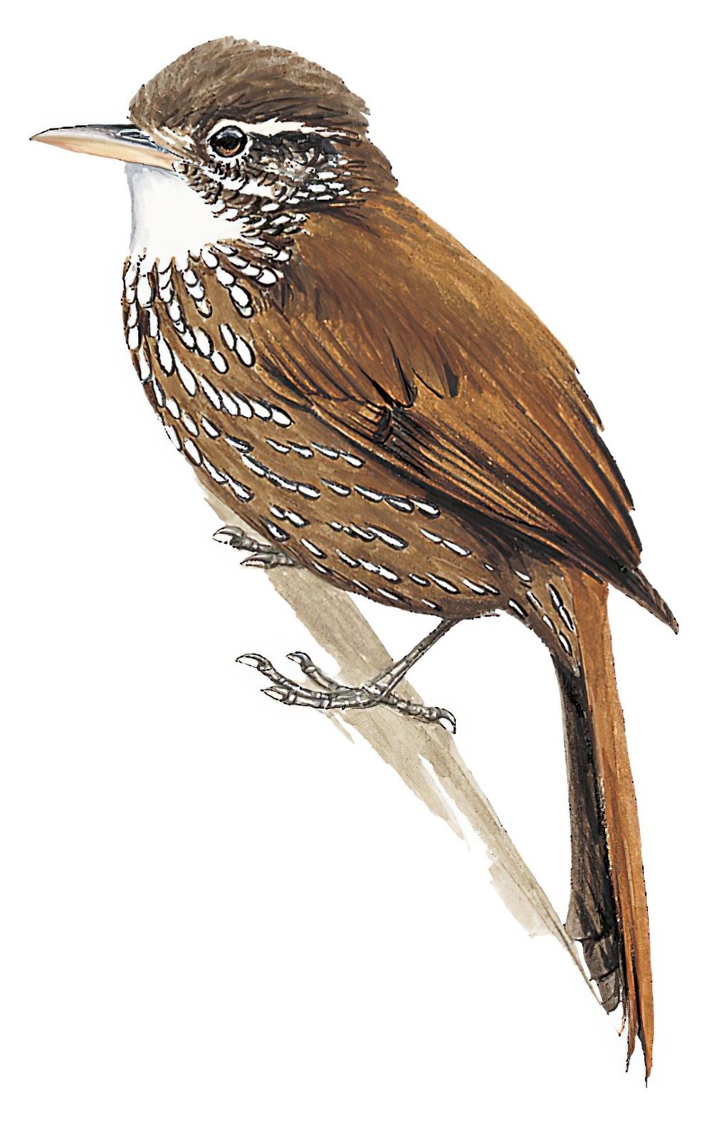 华丽爬树雀 / Beautiful Treerunner / Margarornis bellulus