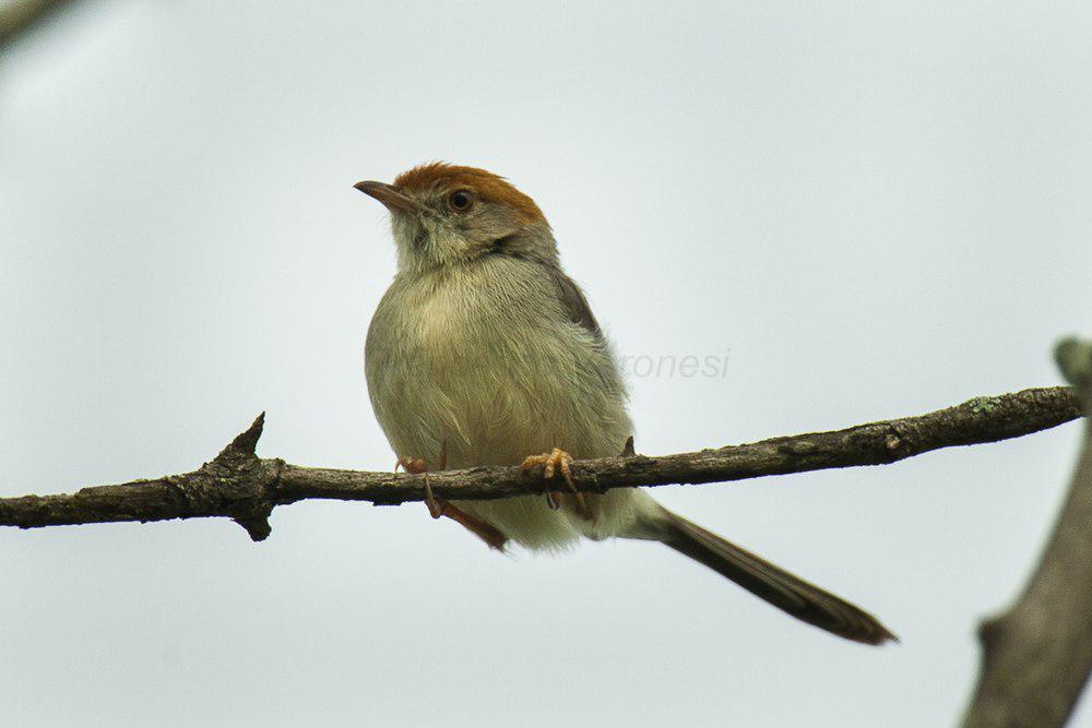 塔伯扇尾莺 / Long-tailed Cisticola / Cisticola angusticauda