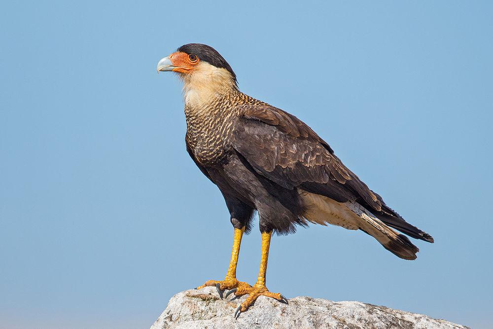 凤头巨隼 / Southern Crested Caracara / Caracara plancus