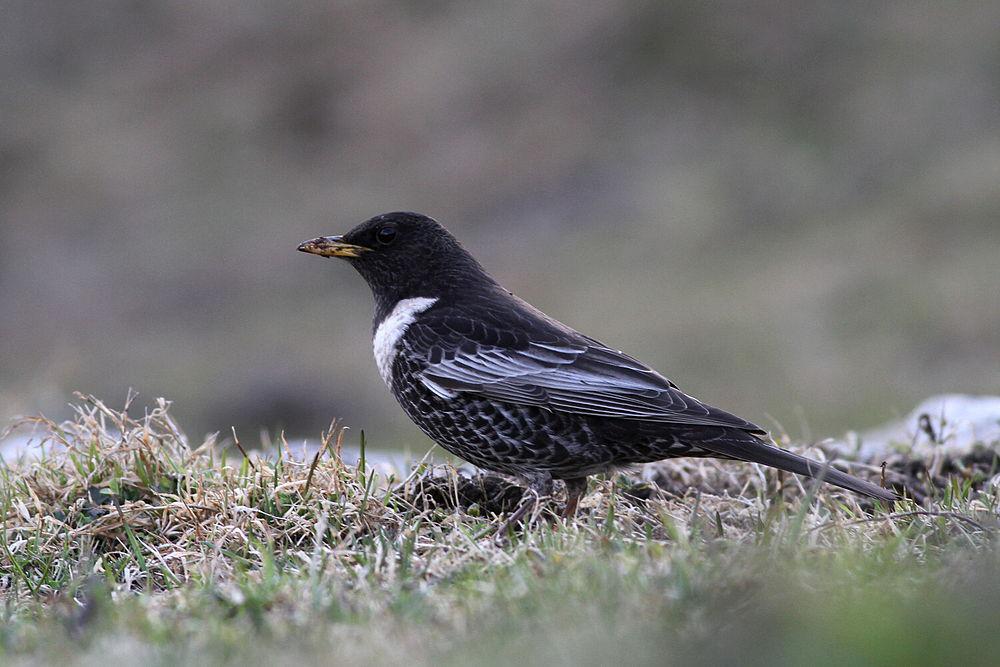 环颈鸫 / Ring Ouzel / Turdus torquatus