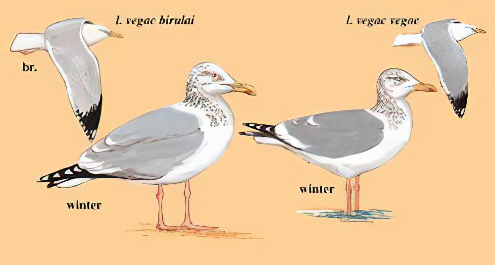 西伯利亚银鸥 / Vega Gull / Larus vegae