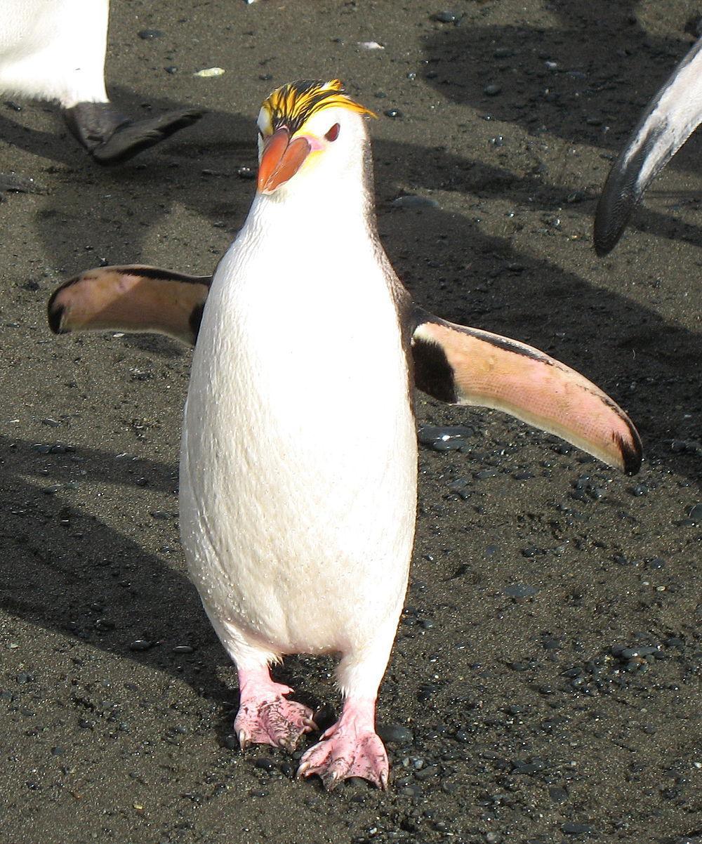 白颊黄眉企鹅 / Royal Penguin / Eudyptes schlegeli