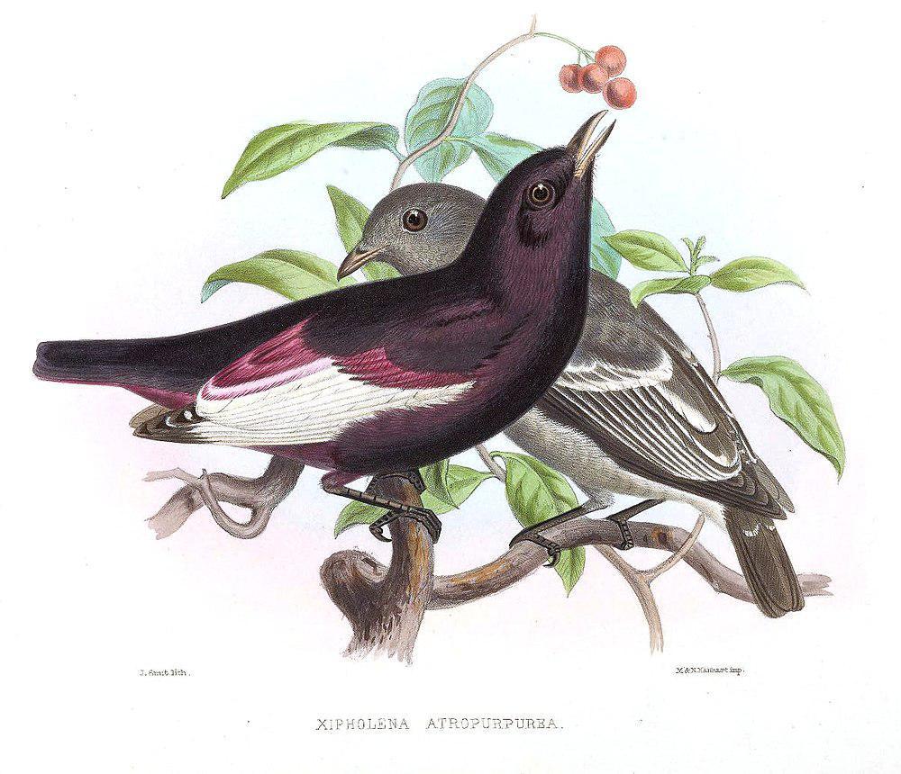 白翅伞鸟 / White-winged Cotinga / Xipholena atropurpurea