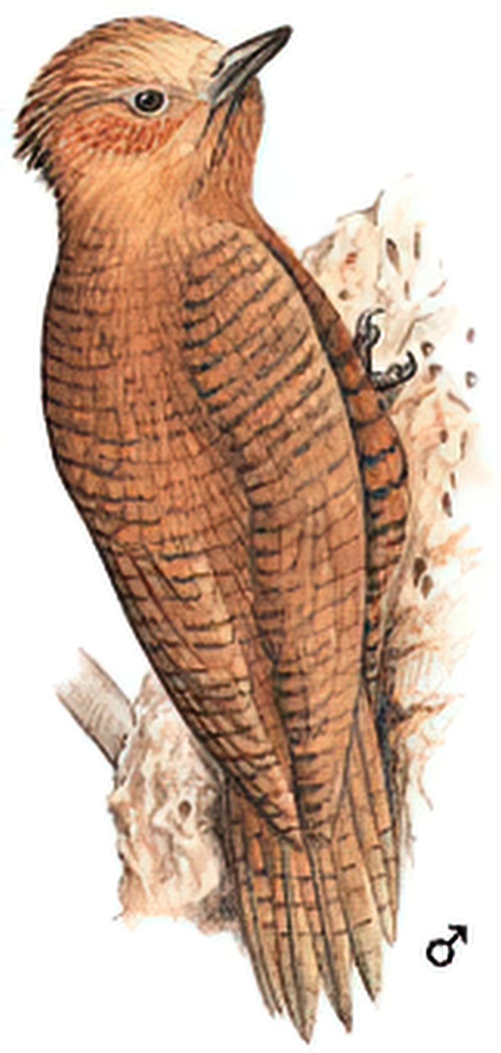 栗啄木鸟 / Rufous Woodpecker / Micropternus brachyurus