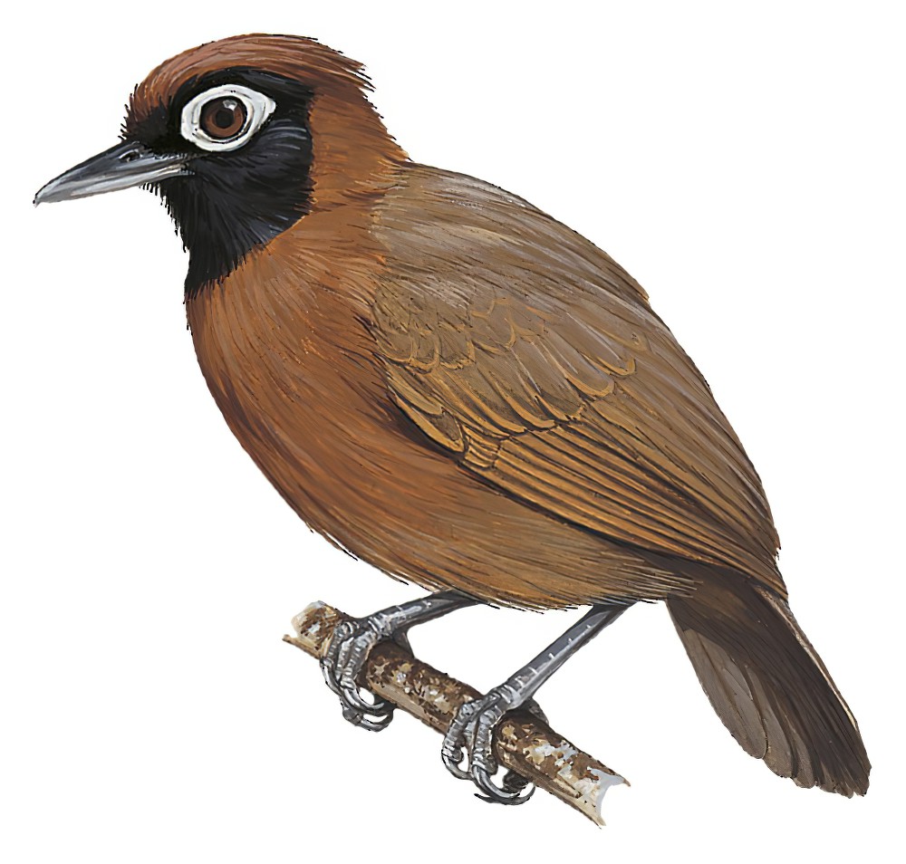 栗冠蚁鸟 / Chestnut-crested Antbird / Rhegmatorhina cristata