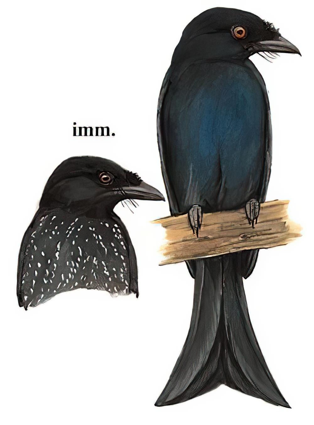 鸦嘴卷尾 / Crow-billed Drongo / Dicrurus annectens