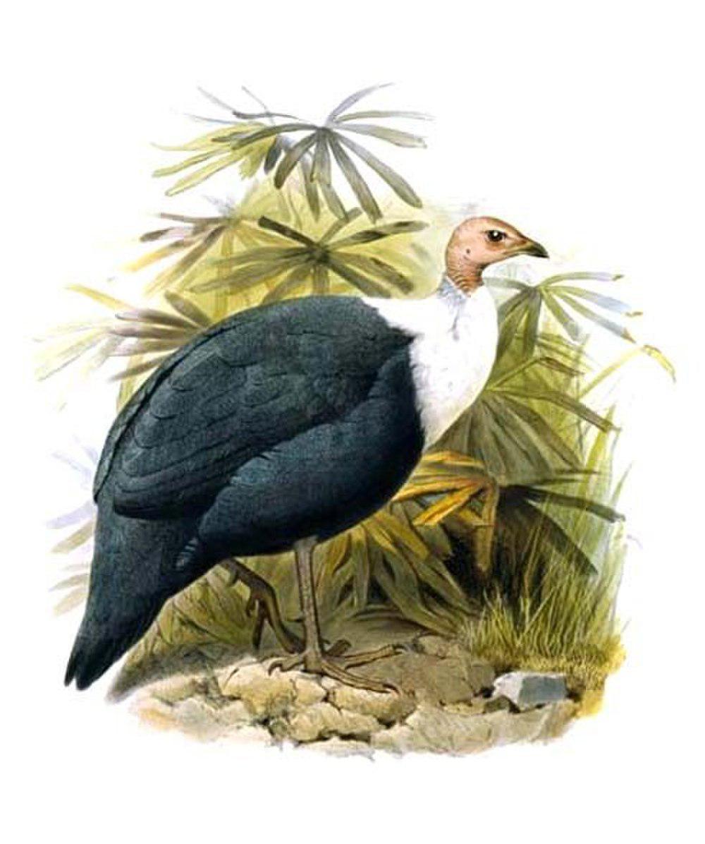 白胸珠鸡 / White-breasted Guineafowl / Agelastes meleagrides
