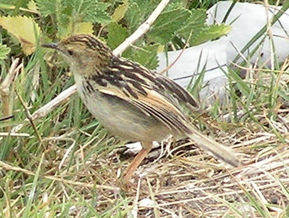 淡顶扇尾莺 / Pectoral-patch Cisticola / Cisticola brunnescens