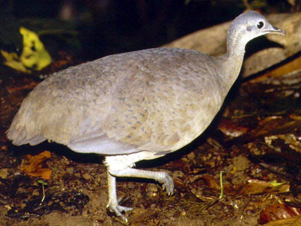 大䳍 / Great Tinamou / Tinamus major