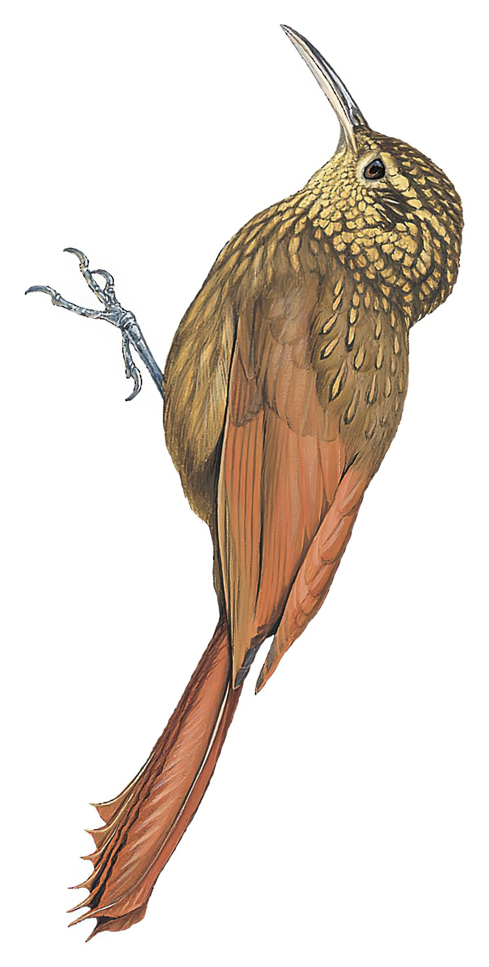 大西洋䴕雀 / Ceara Woodcreeper / Xiphorhynchus atlanticus