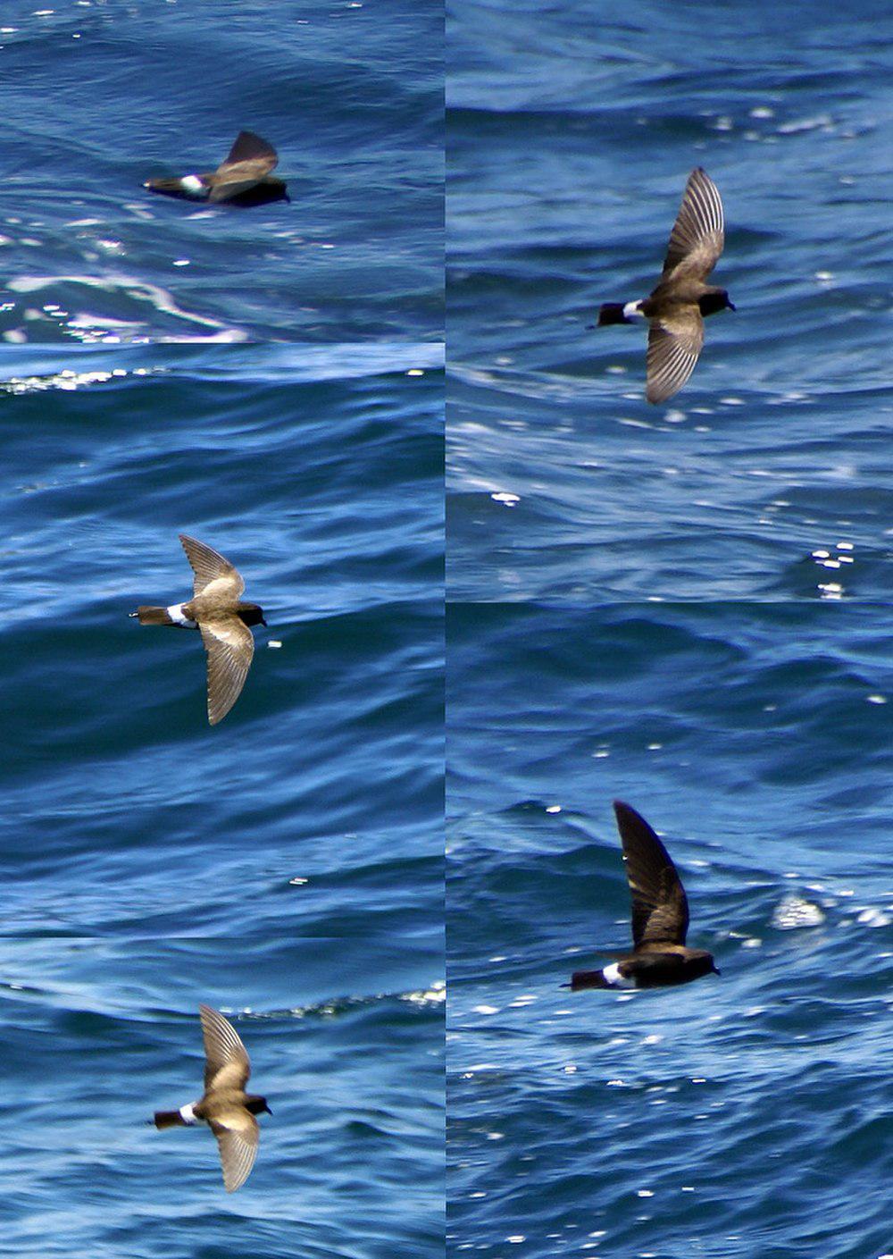 白臀洋海燕 / Elliot\'s Storm Petrel / Oceanites gracilis