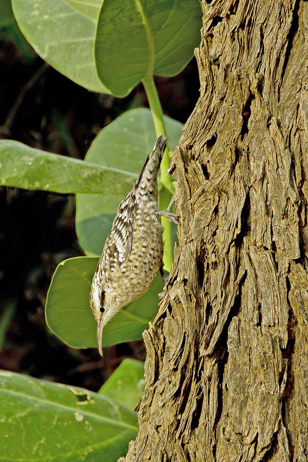 亚洲斑旋木雀 / Indian Spotted Creeper / Salpornis spilonota
