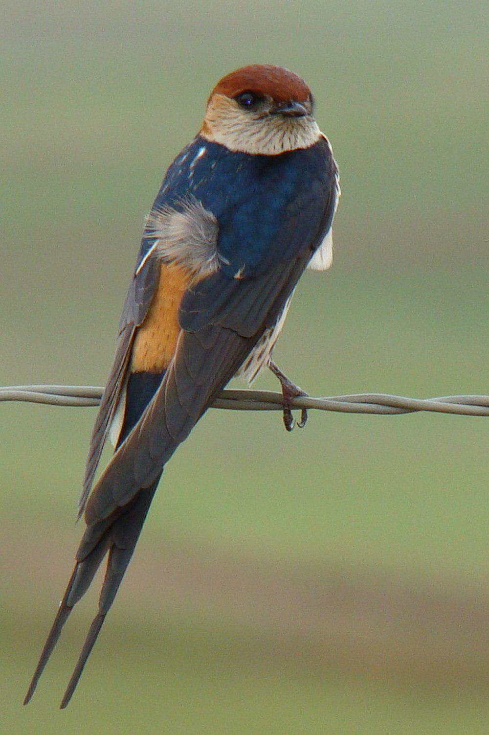 大纹燕 / Greater Striped Swallow / Cecropis cucullata