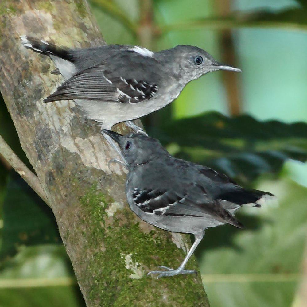 斑尾蚁鸟 / Band-tailed Antbird / Hypocnemoides maculicauda
