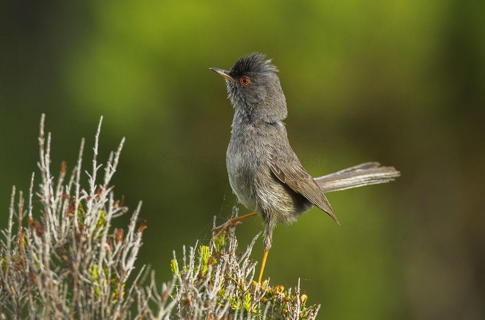 马氏林莺 / Marmora\'s Warbler / Curruca sarda