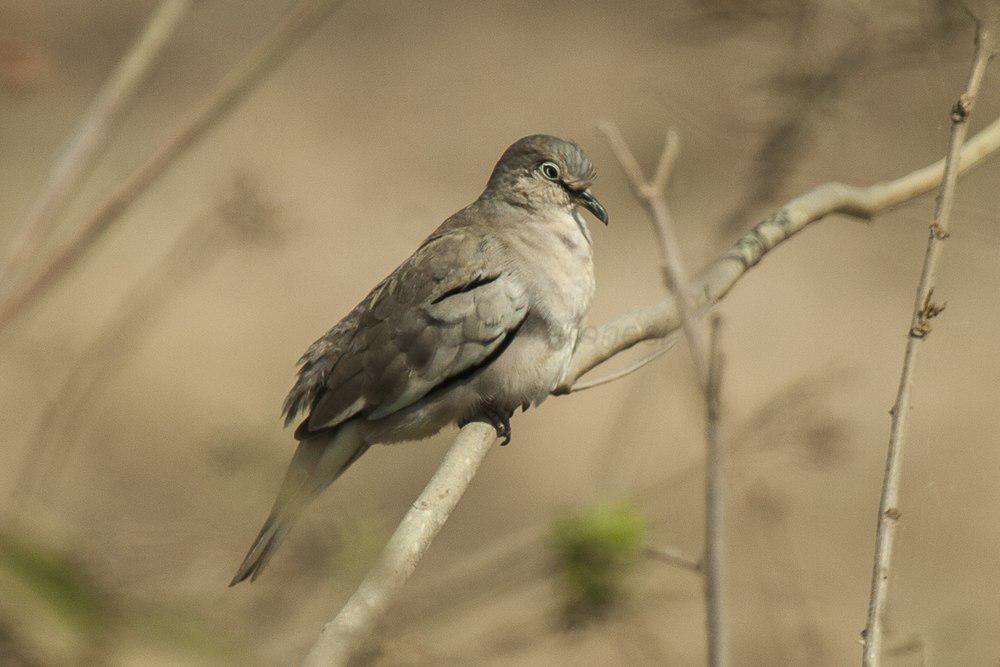 白翅地鸠 / Picui Ground Dove / Columbina picui