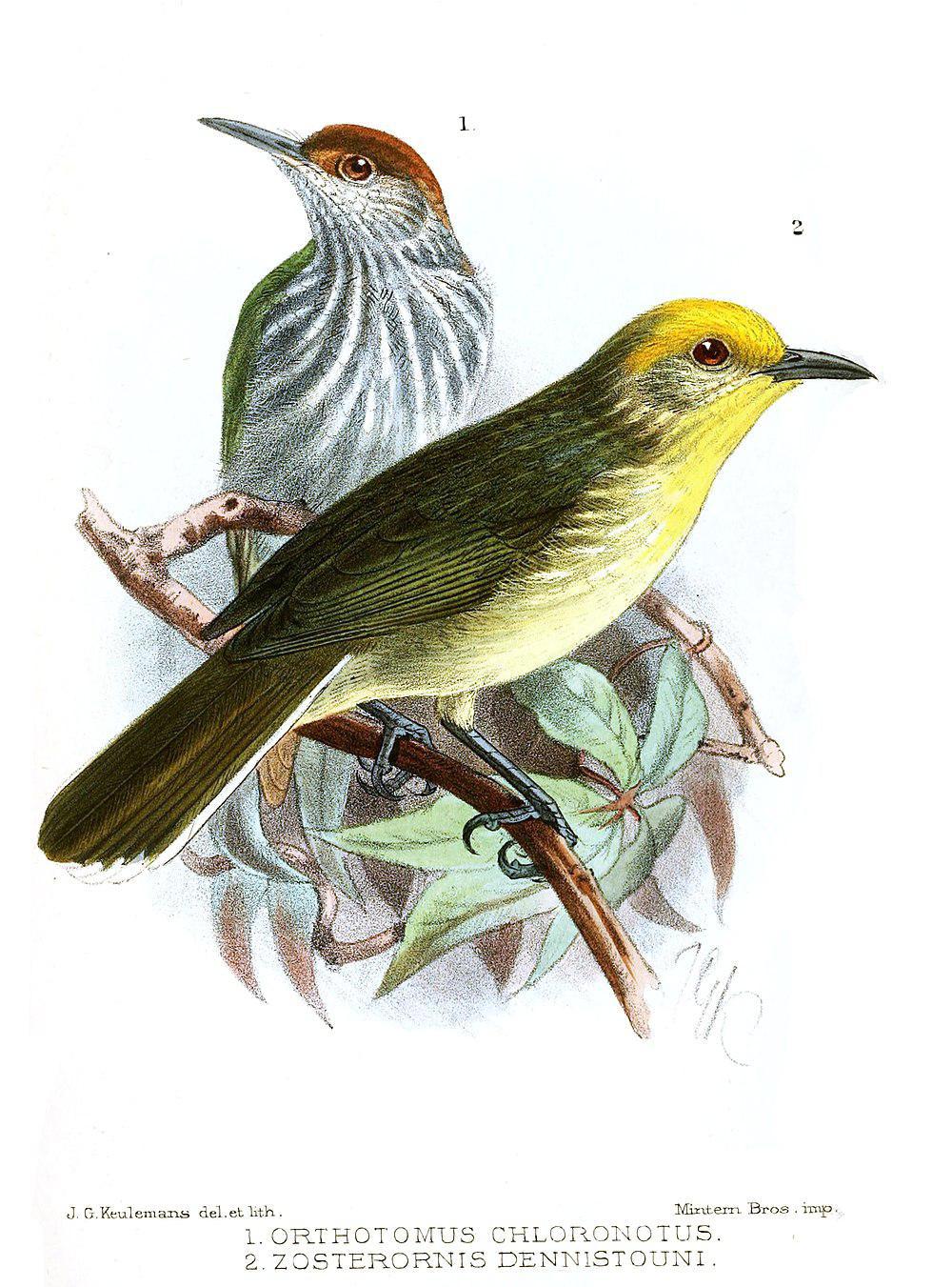 绿背缝叶莺 / Trilling Tailorbird / Orthotomus chloronotus