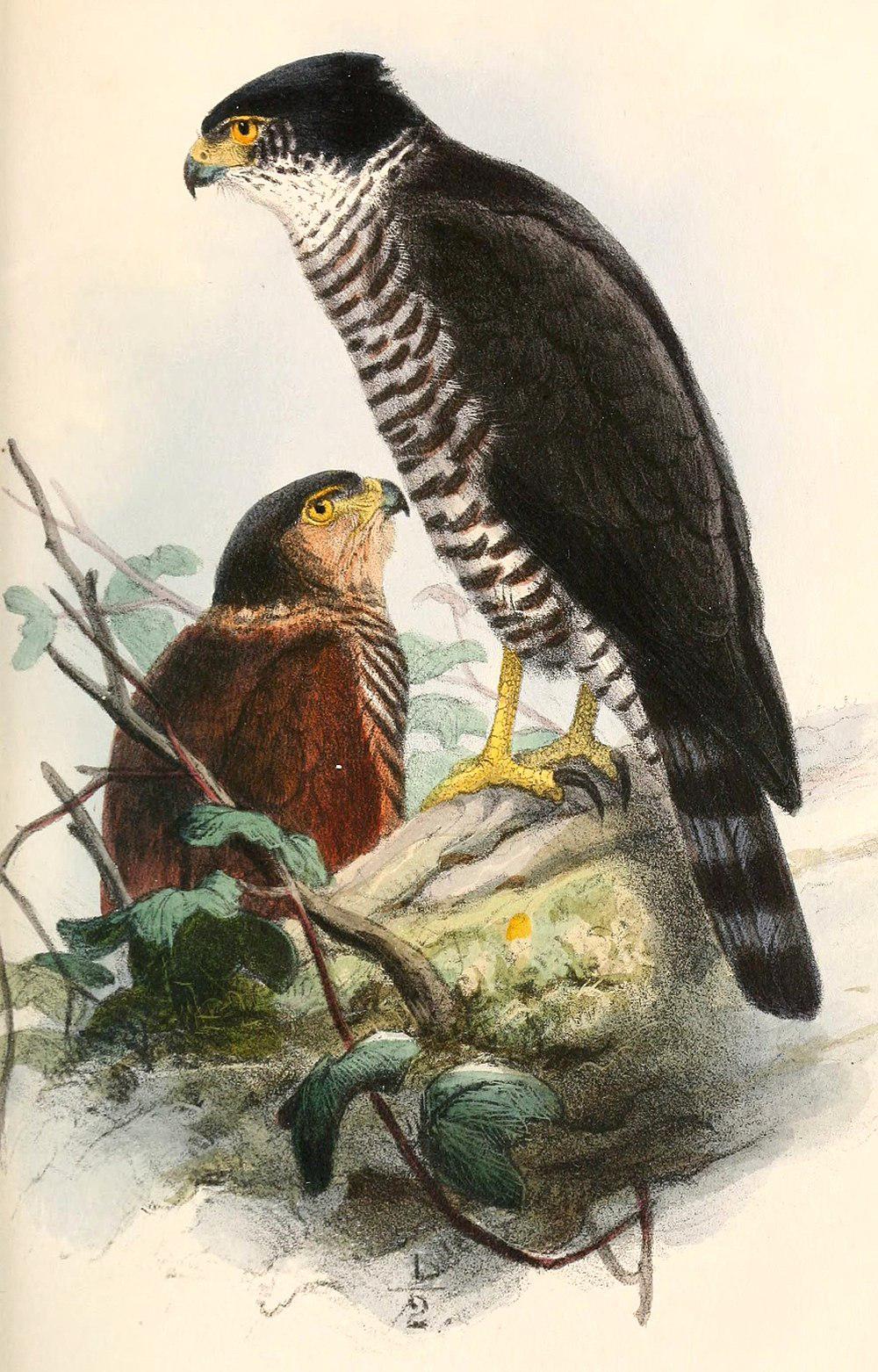 半领鹰 / Semicollared Hawk / Accipiter collaris