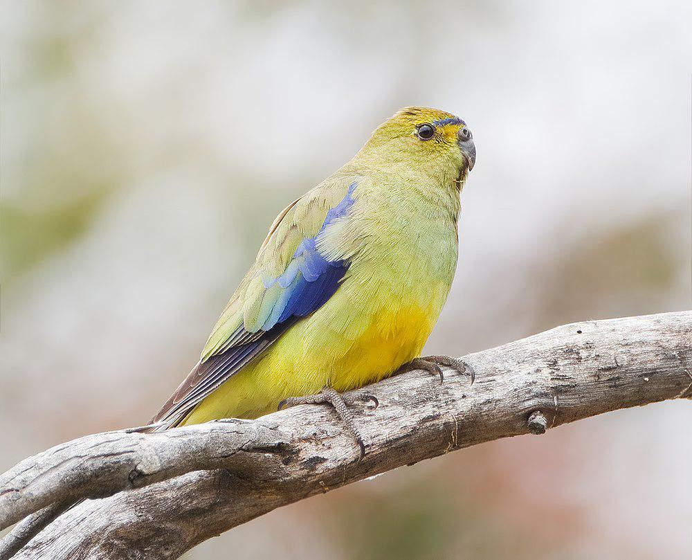 蓝翅鹦鹉 / Blue-winged Parrot / Neophema chrysostoma