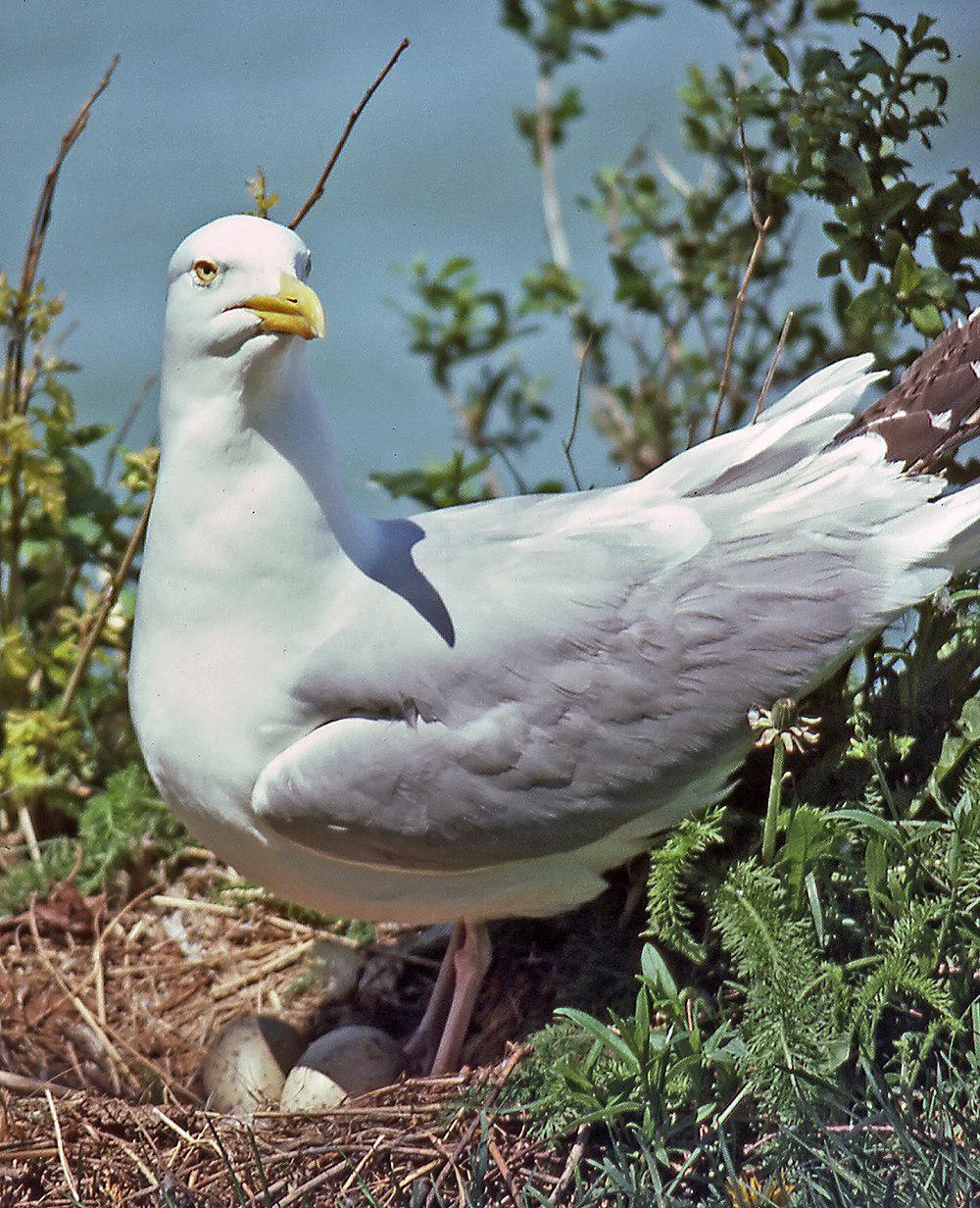 美洲银鸥 / American Herring Gull / Larus smithsonianus