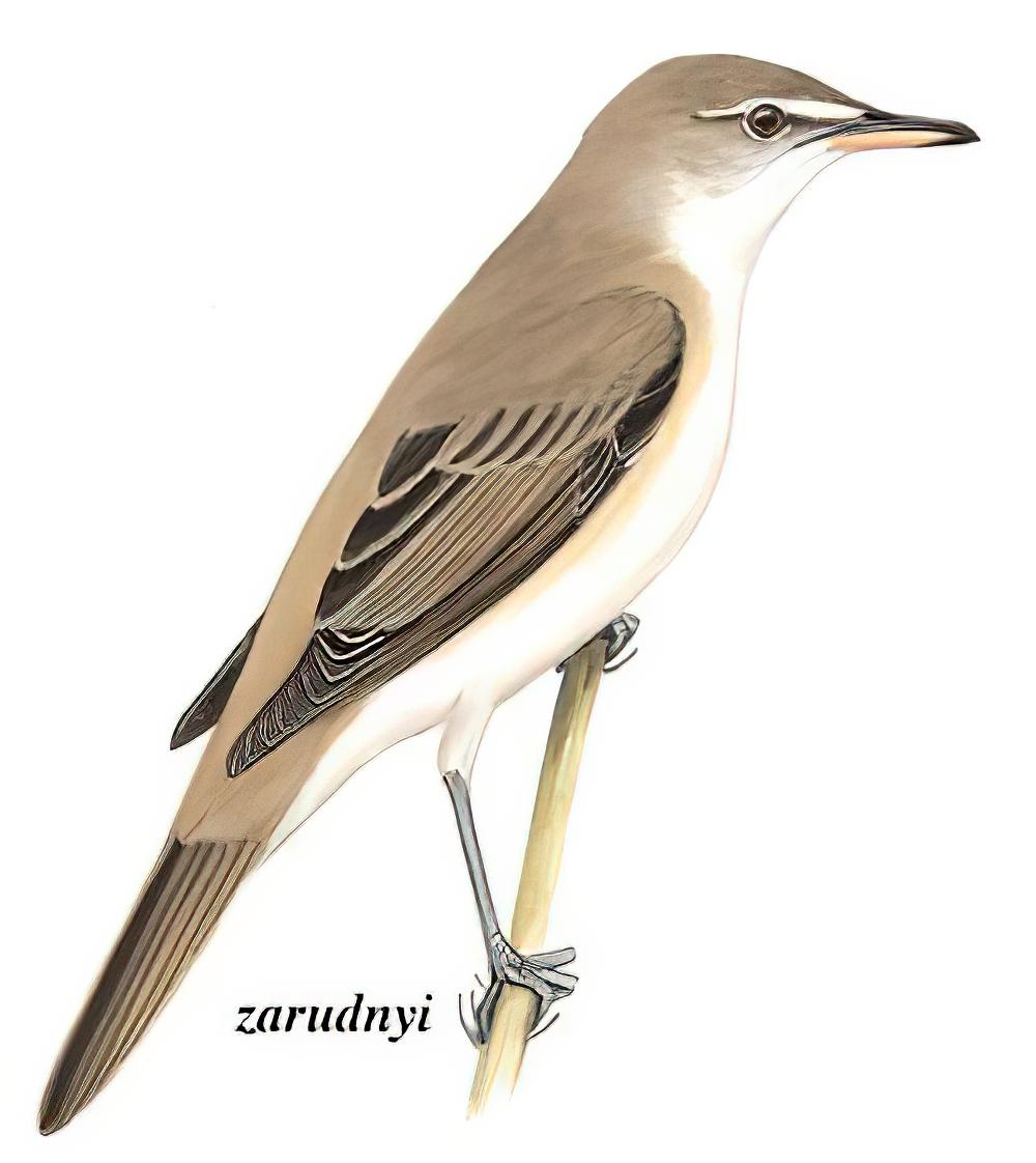 大苇莺 / Great Reed Warbler / Acrocephalus arundinaceus