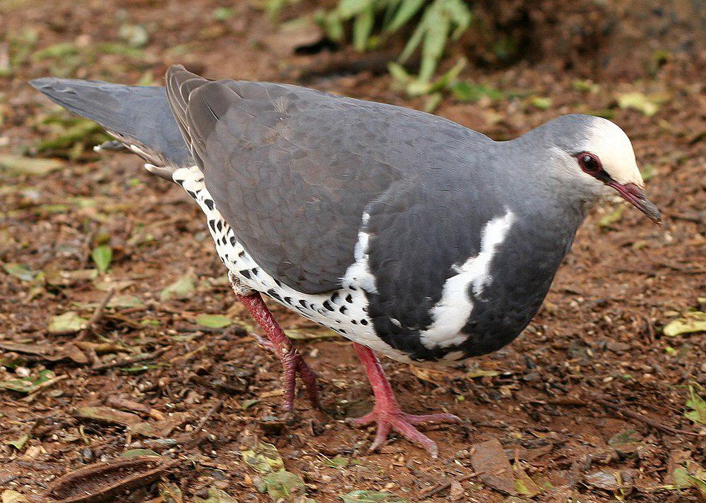 巨地鸠 / Wonga Pigeon / Leucosarcia melanoleuca