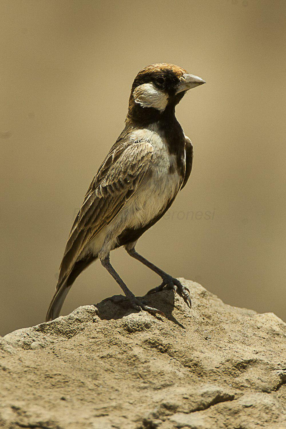 白颊雀百灵 / Fischer\'s Sparrow-Lark / Eremopterix leucopareia