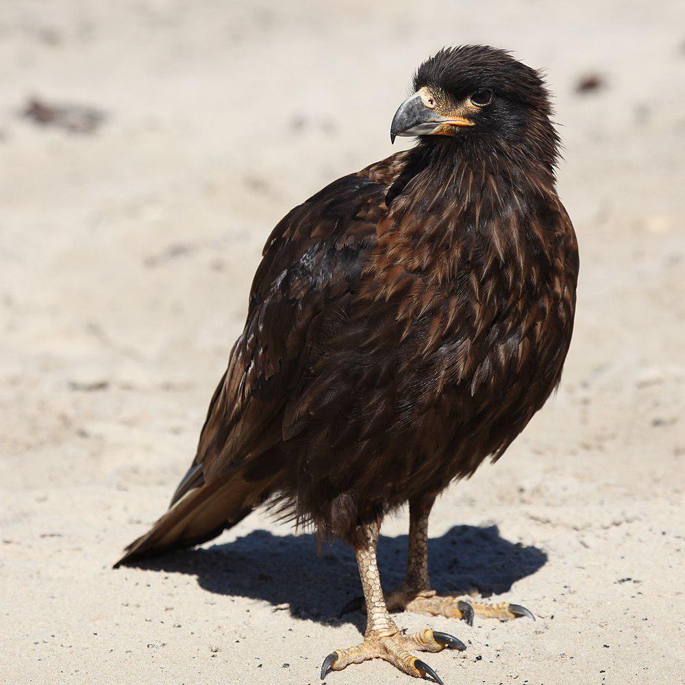 红腿巨隼 / Striated Caracara / Phalcoboenus australis