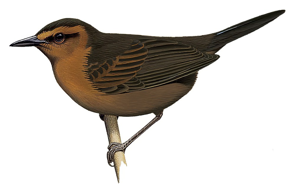 布岛草莺 / Bougainville Thicketbird / Cincloramphus llaneae