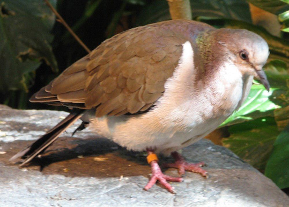 白腹棕翅鸠 / Caribbean Dove / Leptotila jamaicensis