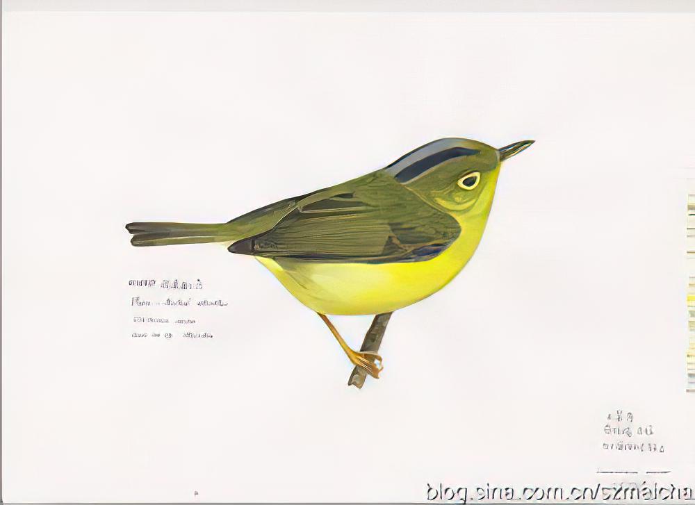 淡尾鹟莺 / Alström\'s Warbler / Phylloscopus soror