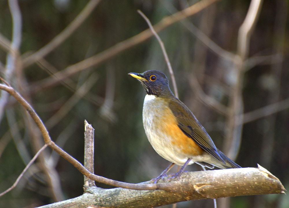 南美白颈鸫 / White-necked Thrush / Turdus albicollis