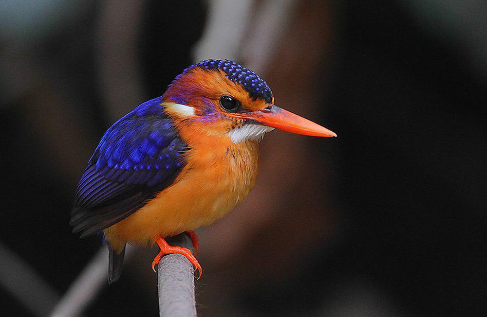 粉颊小翠鸟 / African Pygmy Kingfisher / Ispidina picta