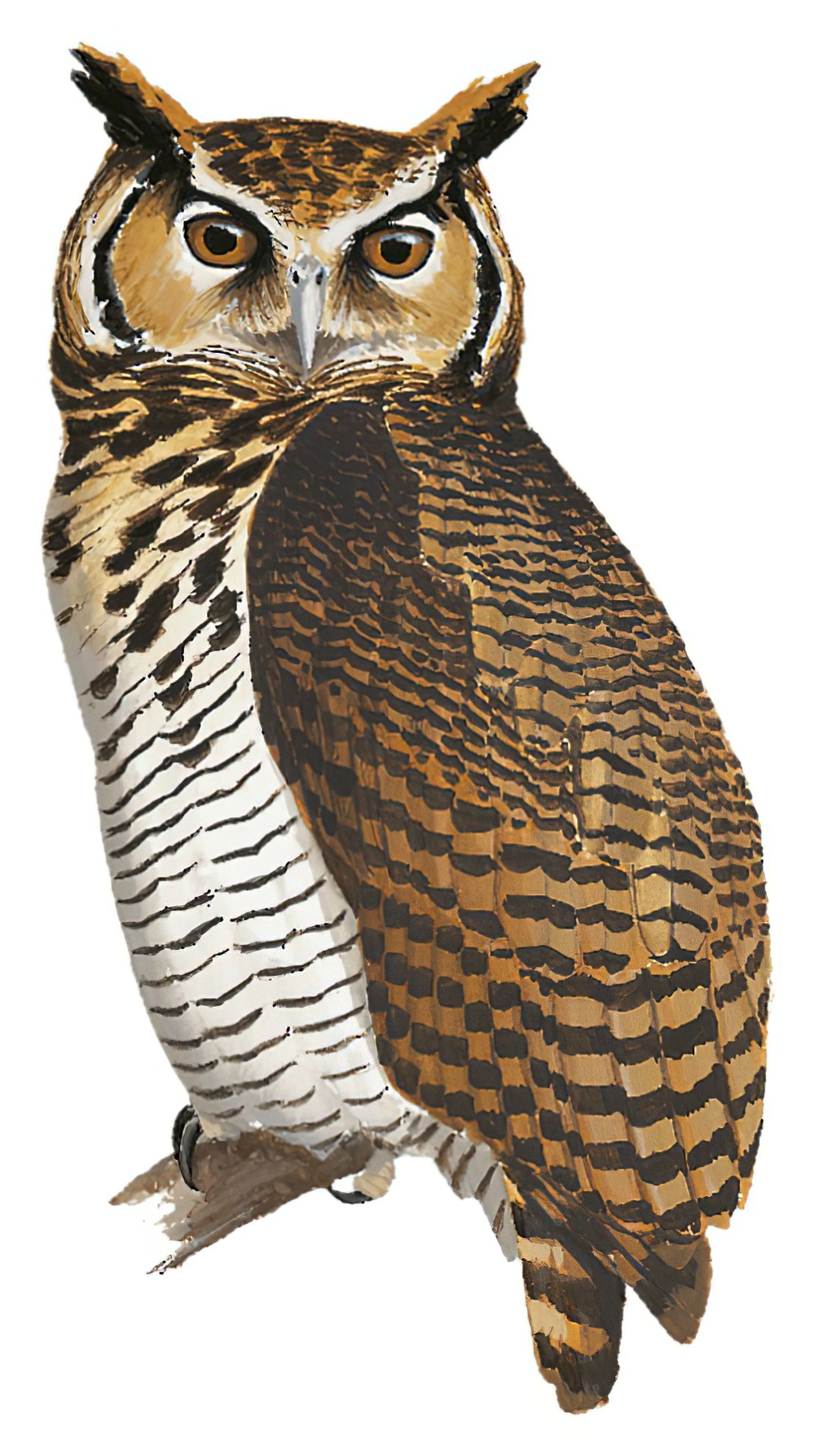 坦桑雕鸮 / Usambara Eagle-Owl / Bubo vosseleri