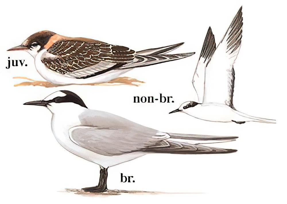 白腰燕鸥 / Aleutian Tern / Onychoprion aleuticus