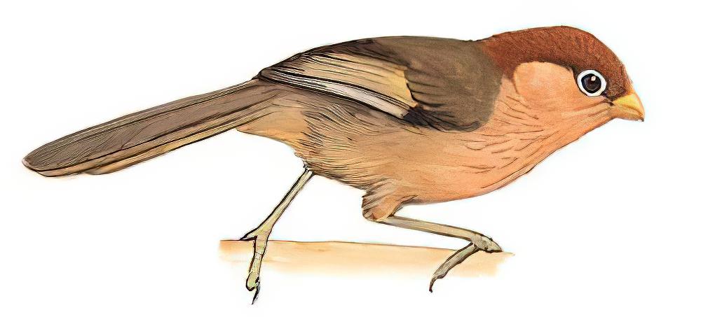 白眶鸦雀 / Spectacled Parrotbill / Sinosuthora conspicillata