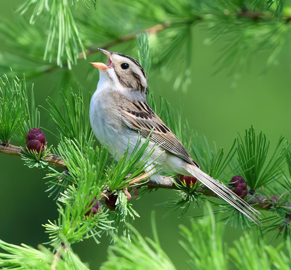 褐雀鹀 / Clay-colored Sparrow / Spizella pallida