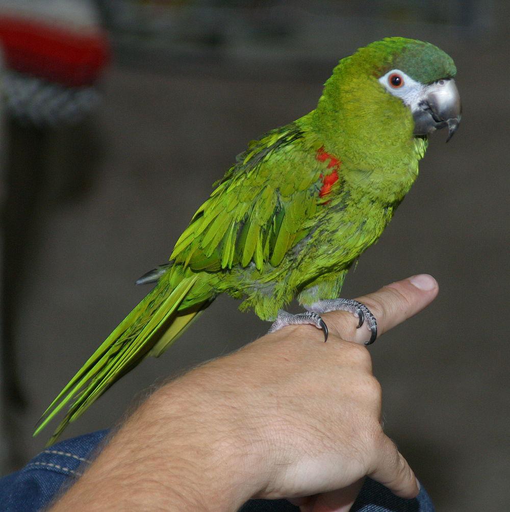 红肩金刚鹦鹉 / Red-shouldered Macaw / Diopsittaca nobilis