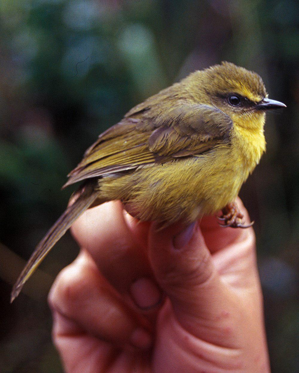 柠黄王森莺 / Citrine Warbler / Myiothlypis luteoviridis