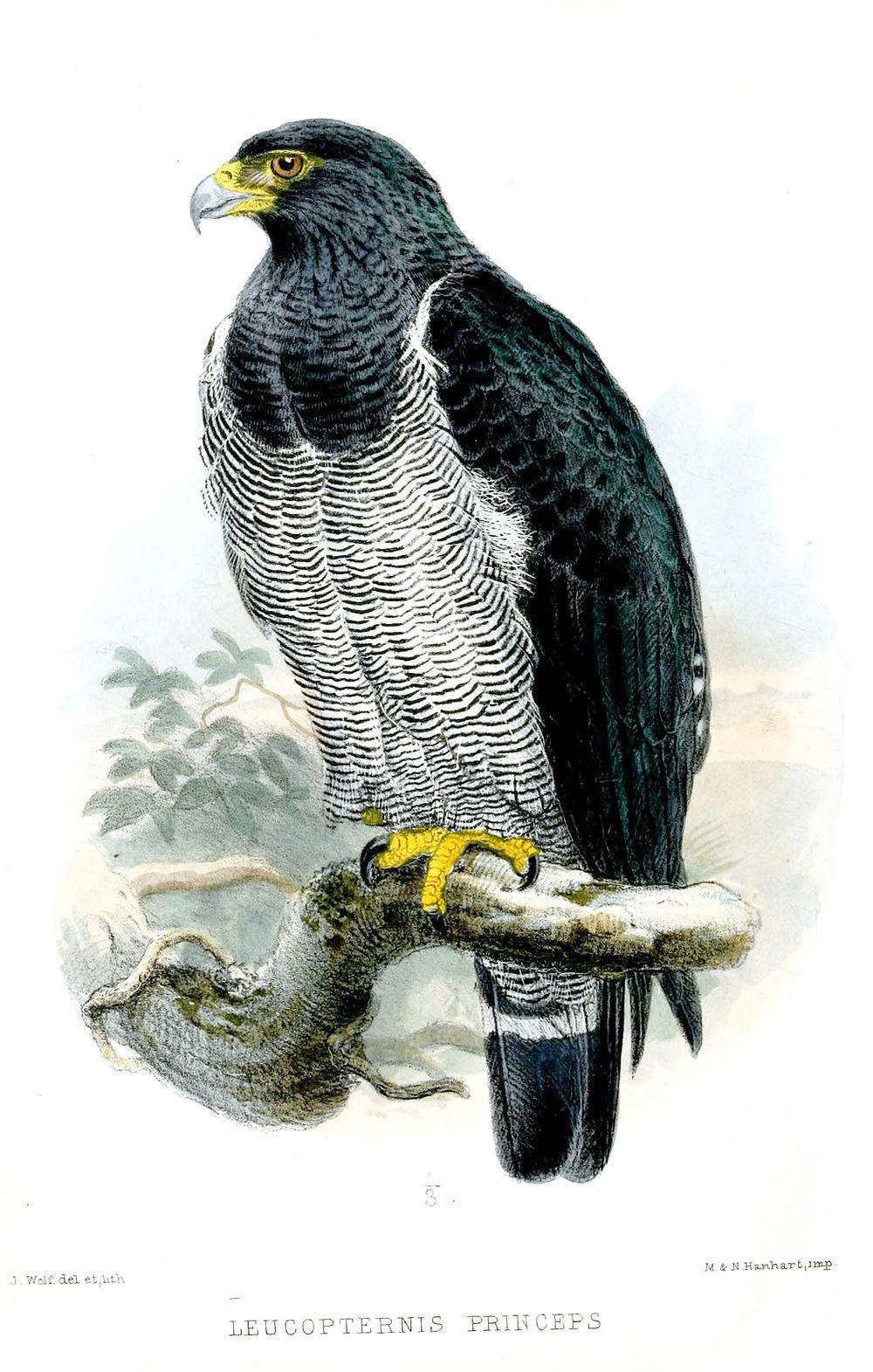 横斑南美鵟 / Barred Hawk / Morphnarchus princeps