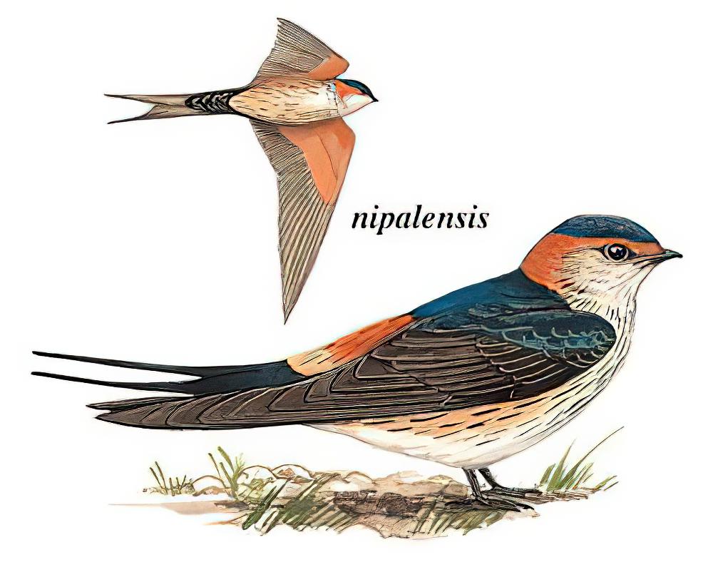金腰燕 / Red-rumped Swallow / Cecropis daurica