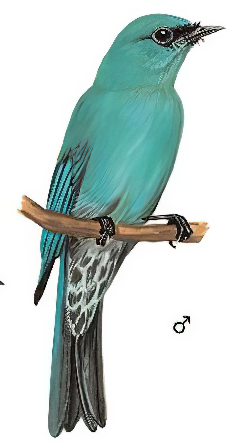 铜蓝鹟 / Verditer Flycatcher / Eumyias thalassinus
