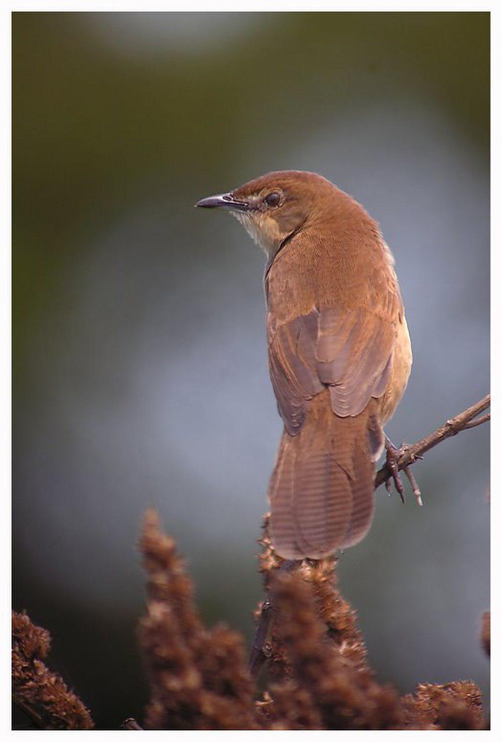 阔尾芦莺 / Broad-tailed Grassbird / Schoenicola platyurus