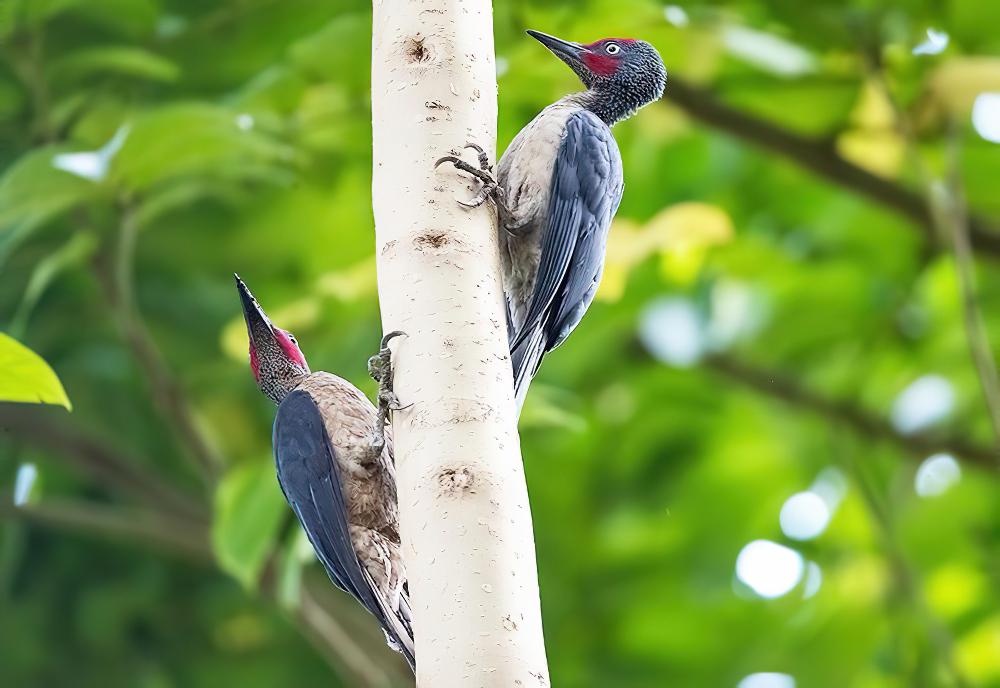 暗黄啄木鸟 / Ashy Woodpecker / Mulleripicus fulvus