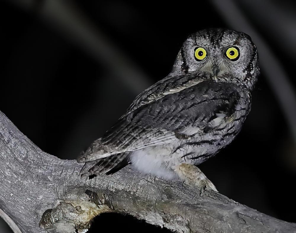 西美角鸮 / Western Screech Owl / Megascops kennicottii