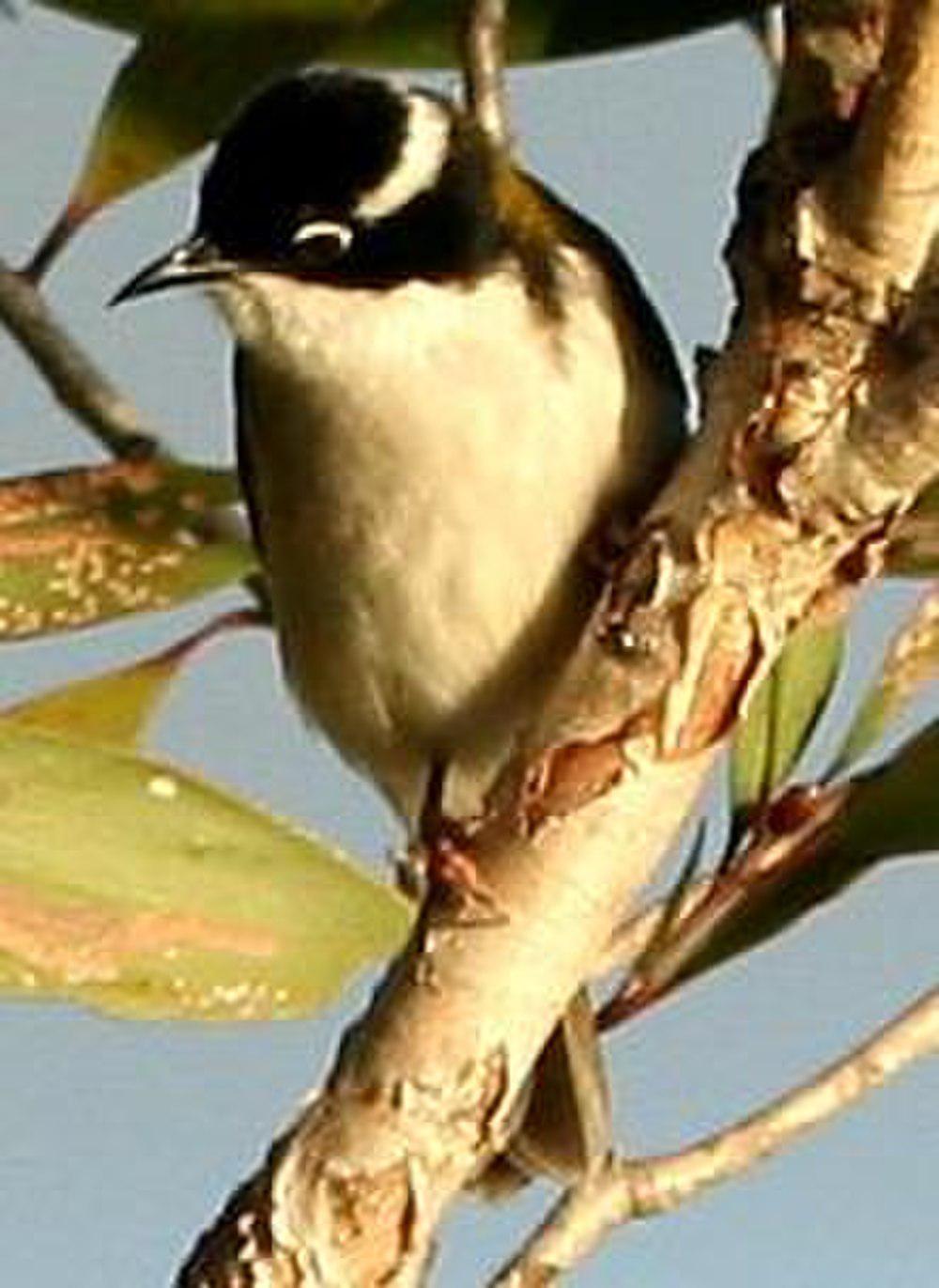 白喉抚蜜鸟 / White-throated Honeyeater / Melithreptus albogularis