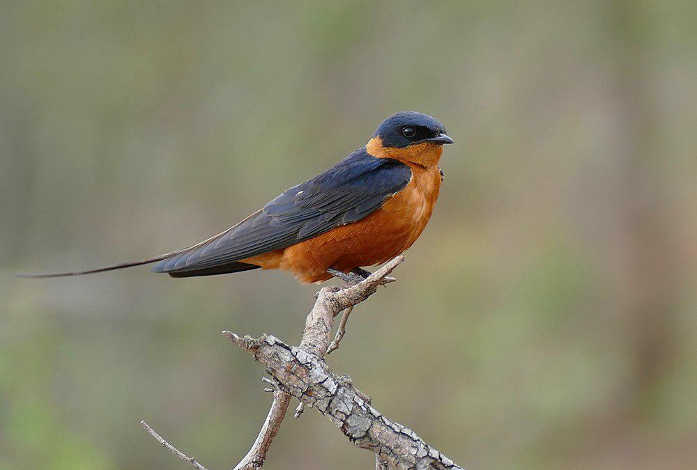 褐胸燕 / Red-breasted Swallow / Cecropis semirufa