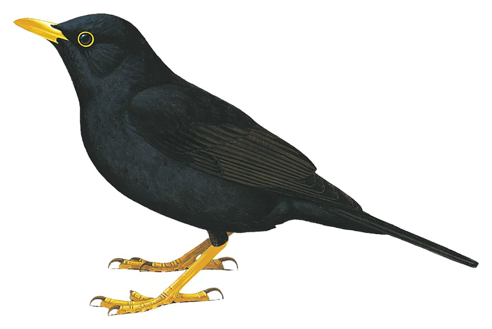 美洲黑鸫 / Black Thrush / Turdus infuscatus