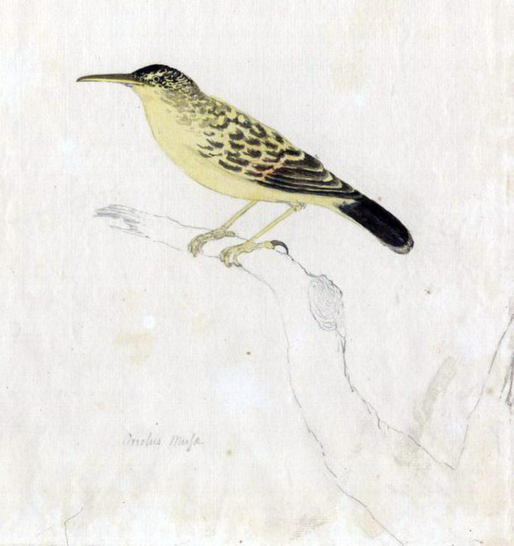 加氏苇莺 / Garrett\'s Reed Warbler / Acrocephalus musae